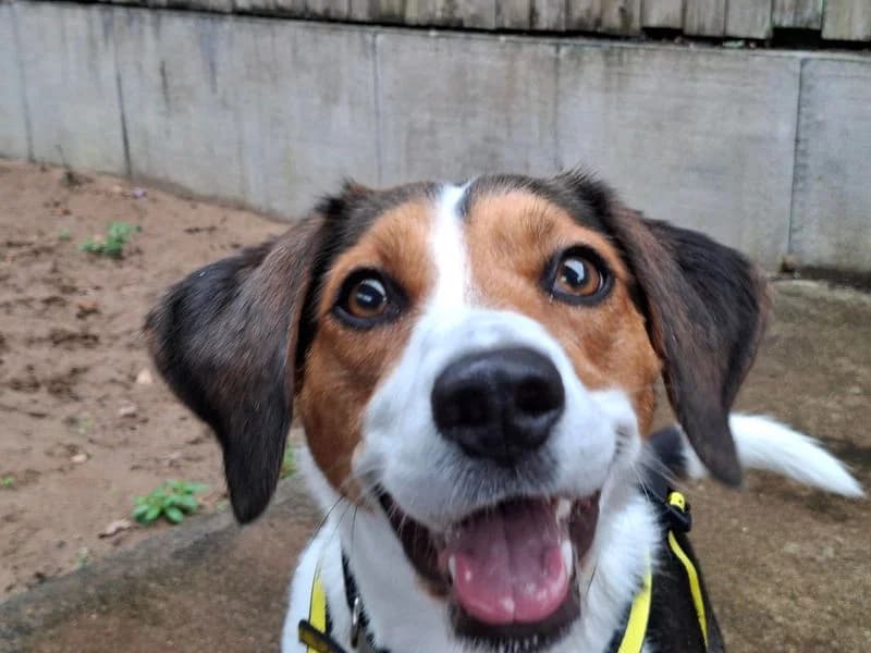 Luna, female 4yo Beagle for adoption at Dogs Trust Ilfracombe, Ilfracombe