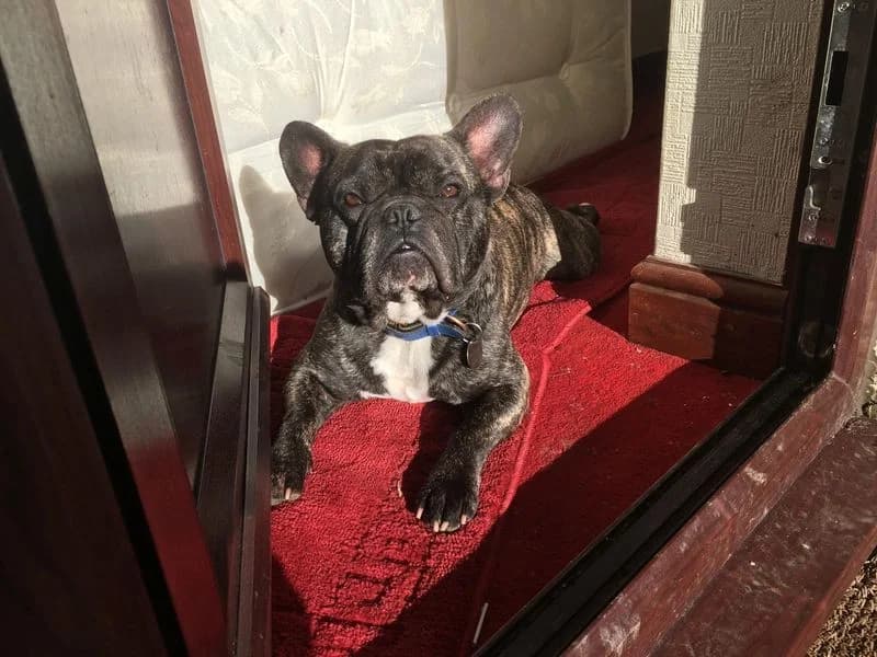 Tonka, male 7yo English Bulldog for adoption at Dogs Trust Ilfracombe, Ilfracombe