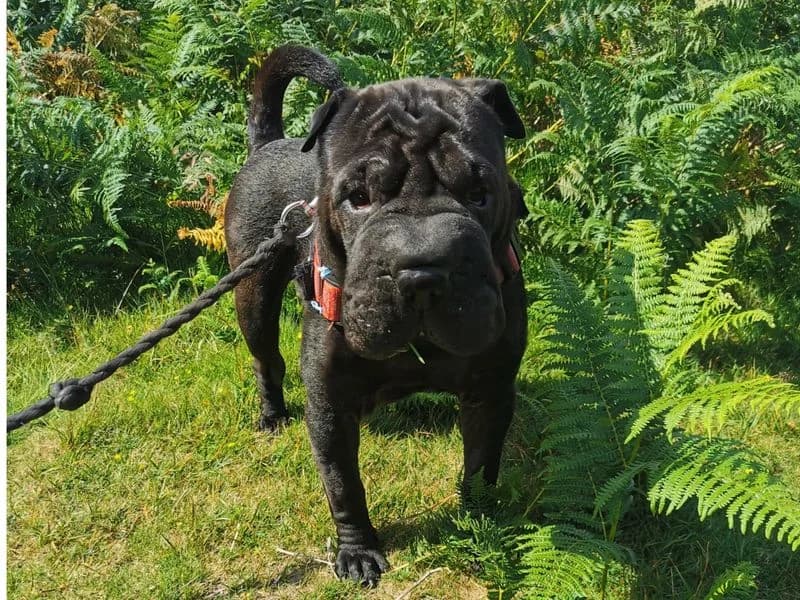 Typhus, male 7yo Shar Pei for adoption at Dogs Trust Ilfracombe, Ilfracombe