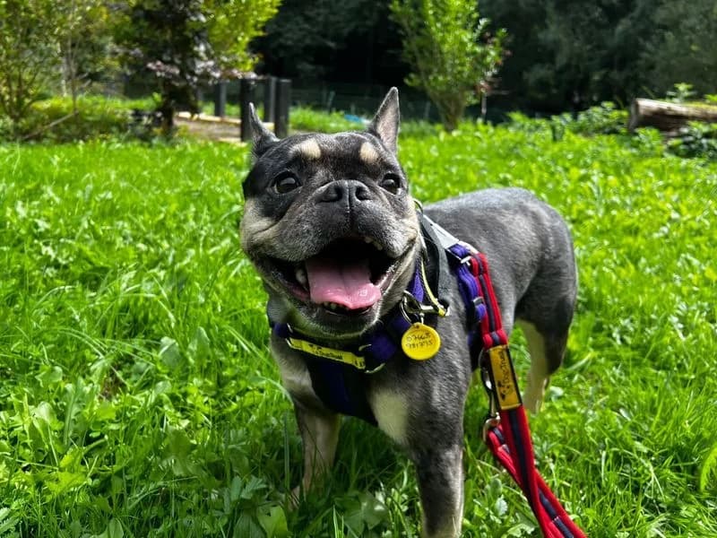 Daisy, female 4yo English Bulldog for adoption at Dogs Trust Ilfracombe, Ilfracombe