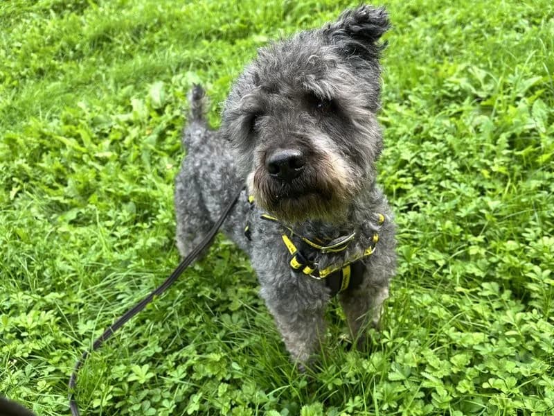 Pixie, female senior mixed breed for adoption at Dogs Trust Ilfracombe, Ilfracombe