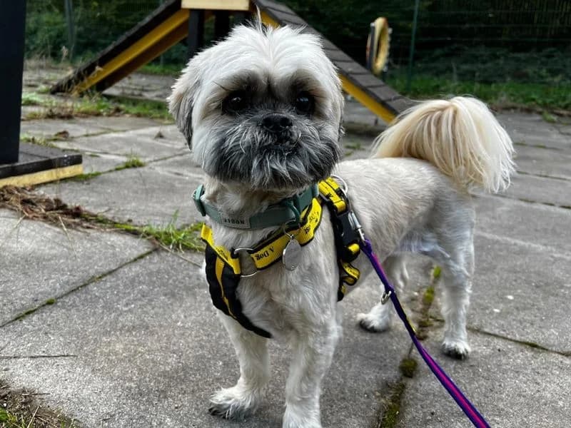 Baxter, male senior Shih Tzu for adoption at Dogs Trust Ilfracombe, Ilfracombe