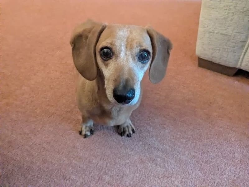 Kelyn, female senior mixed breed for adoption at Dogs Trust Ilfracombe, Ilfracombe