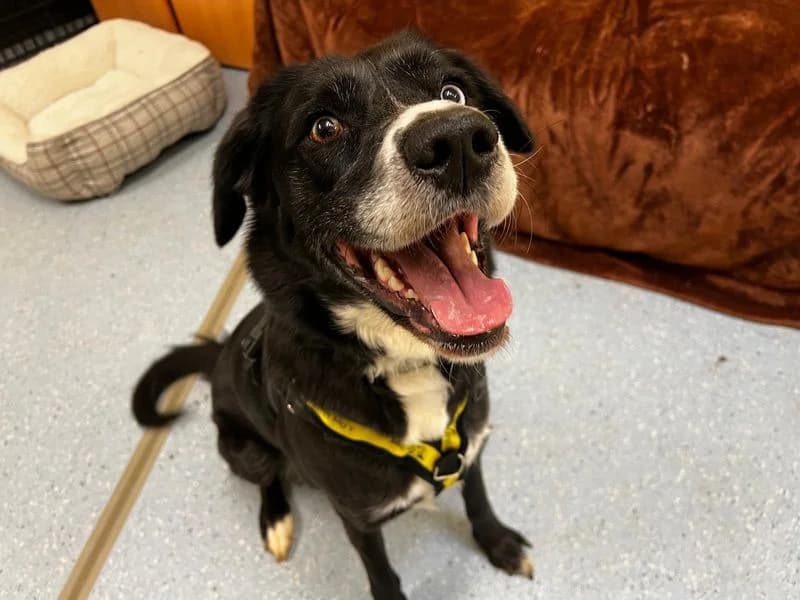Nugget, female 3yo Labrador Retriever for adoption at Dogs Trust Ilfracombe, Ilfracombe