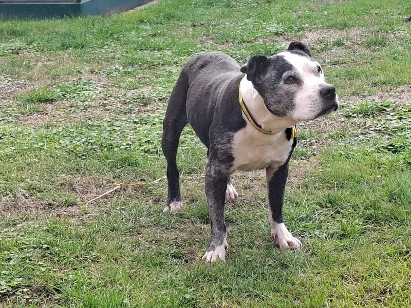 Belle, female senior Staffordshire Bull Terrier for adoption at Dogs Trust Kenilworth, Kenilworth