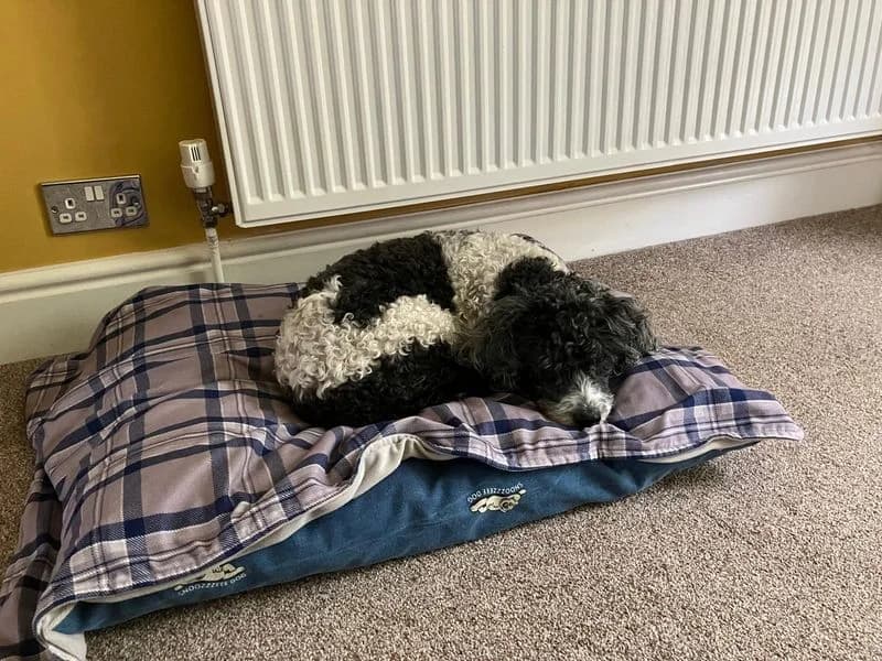 Millie, female senior Mixed Breed for adoption at Dogs Trust Kenilworth, Kenilworth