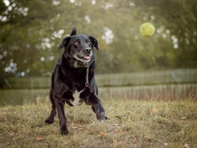 Sol, male senior Labrador Retriever for adoption at Dogs Trust Kenilworth, Kenilworth