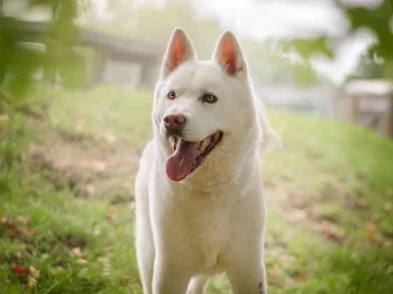 Roxy, female senior Akita for adoption at Dogs Trust Kenilworth, Kenilworth