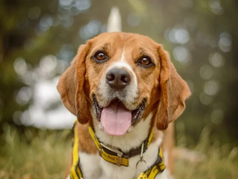 Drax, male 4yo Beagle for adoption at Dogs Trust Kenilworth, Kenilworth