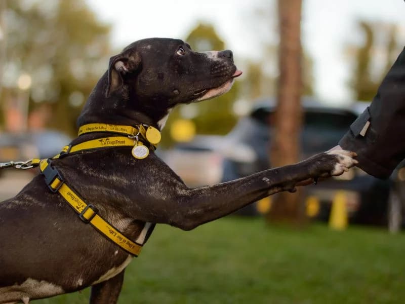 Stella, female 4yo Staffordshire Bull Terrier for adoption at Dogs Trust Kenilworth, Kenilworth