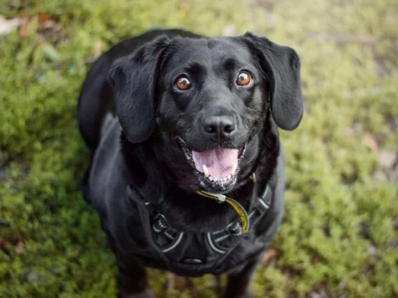 Purdy, female 6yo Labrador Retriever for adoption at Dogs Trust Kenilworth, Kenilworth