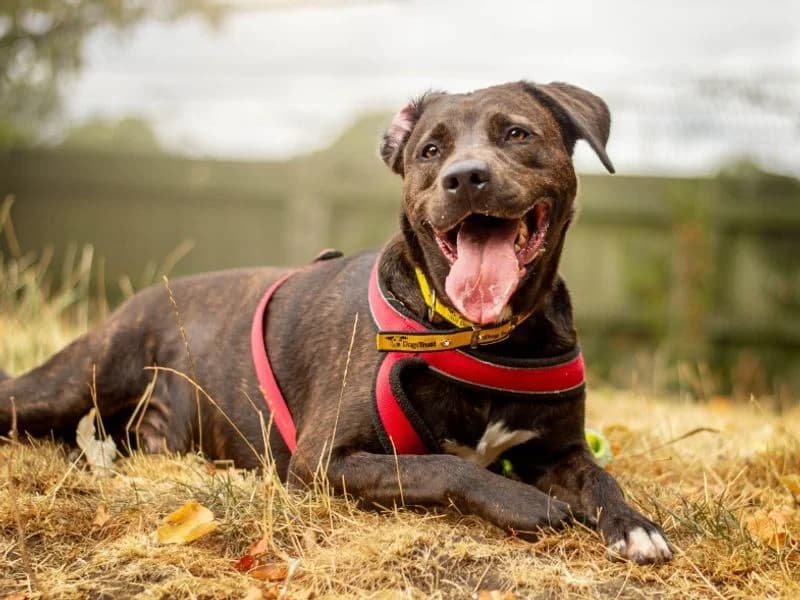 Copper, male young Labrador Retriever for adoption at Dogs Trust Kenilworth, Kenilworth
