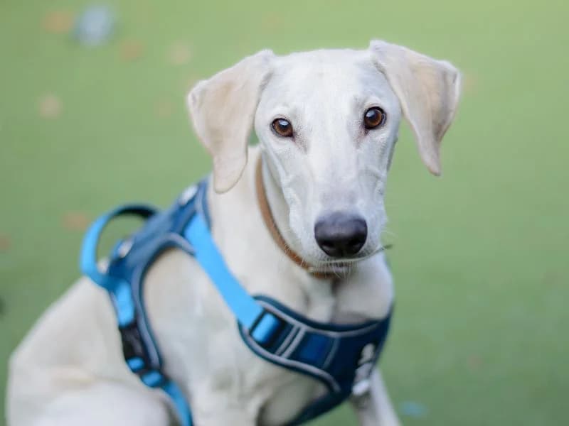 Wilbur, male young Lurcher for adoption at Dogs Trust Kenilworth, Kenilworth