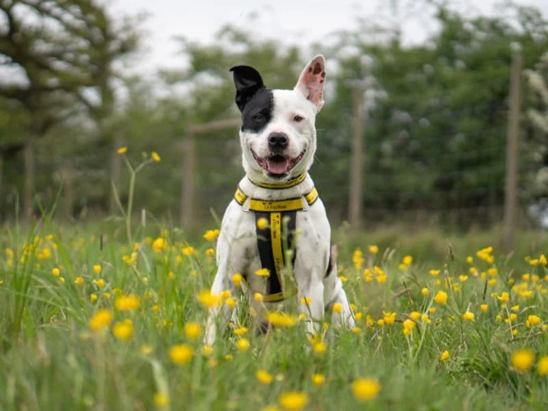 Milly, female 3yo Staffordshire Bull Terrier for adoption at Dogs Trust Kenilworth, Kenilworth