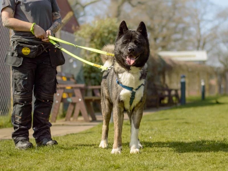 Kevin, male 3yo Akita for adoption at Dogs Trust Kenilworth, Kenilworth