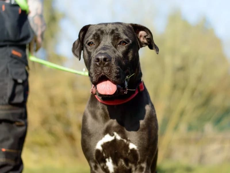 Lydia, female young Mixed Breed for adoption at Dogs Trust Kenilworth, Kenilworth