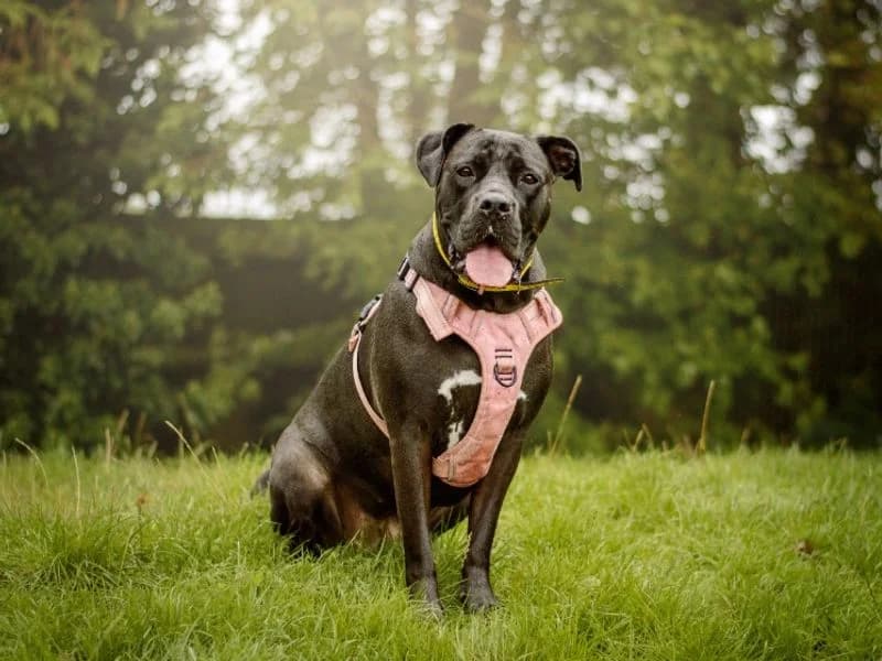 Lydia, female young Mixed Breed for adoption at Dogs Trust Kenilworth, Kenilworth