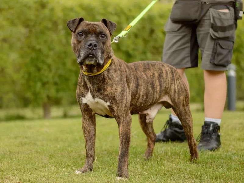 Kyza, male 6yo mixed breed for adoption at Dogs Trust Kenilworth, Kenilworth