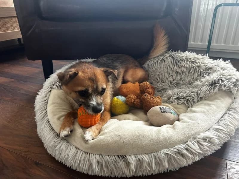 Bear, male young Pomeranian for adoption at Dogs Trust Kenilworth, Kenilworth