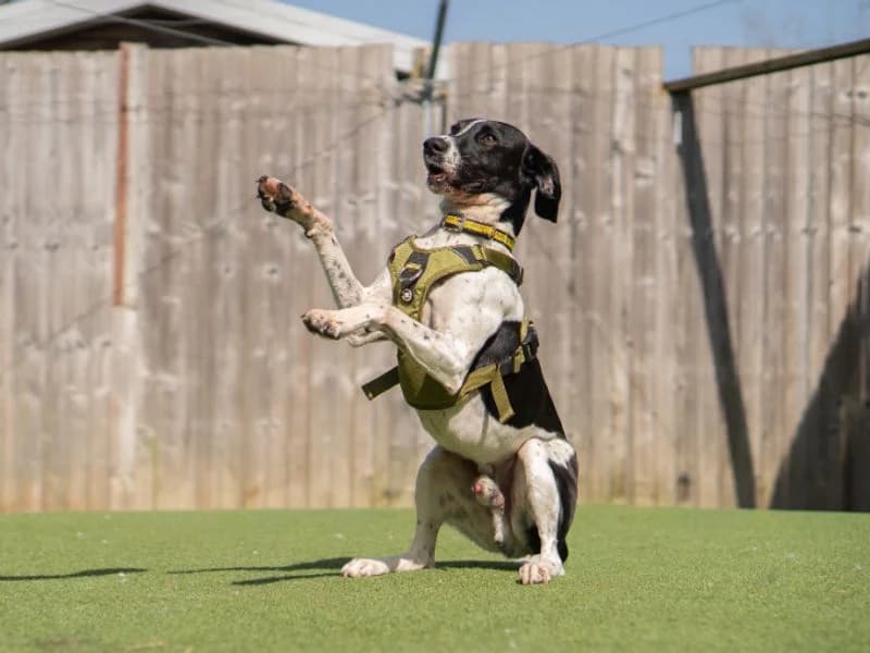 Bobby, male 3yo Mixed Breed for adoption at Dogs Trust Kenilworth, Kenilworth