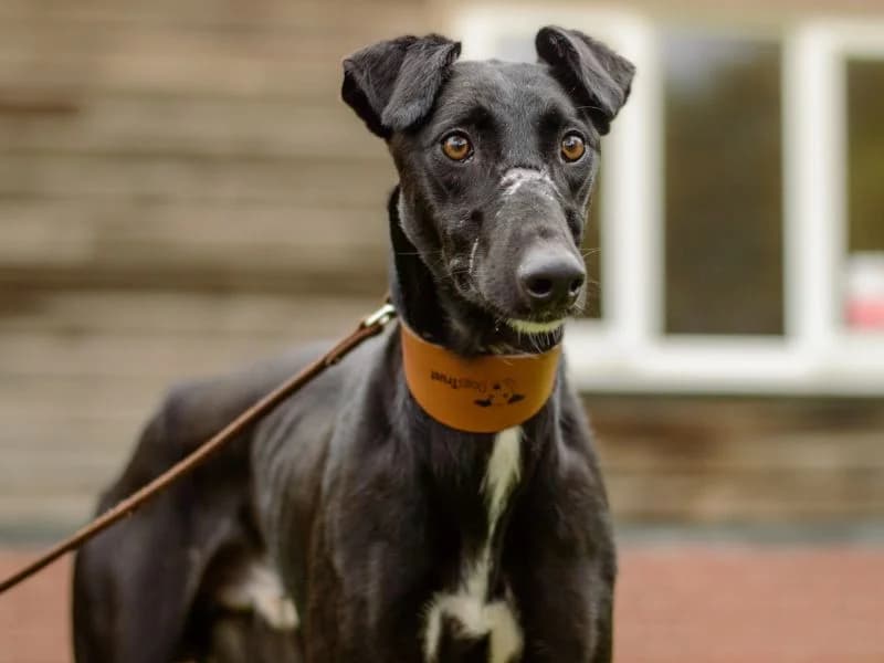Peter, male 5yo Lurcher for adoption at Dogs Trust Kenilworth, Kenilworth