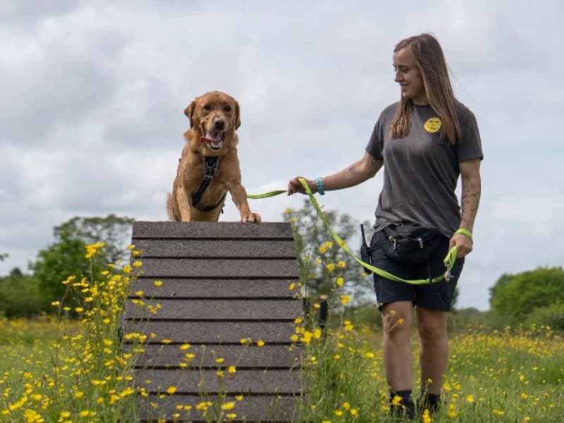 Marlow, male young Golden Retriever for adoption at Dogs Trust Kenilworth, Kenilworth