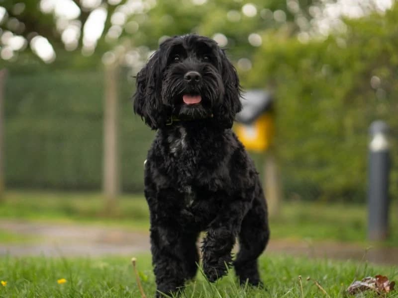 Pepper, female young Cocker Spaniel for adoption at Dogs Trust Kenilworth, Kenilworth