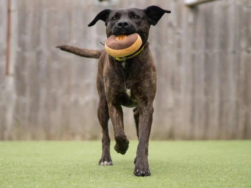 Hennessy, female young mixed breed for adoption at Dogs Trust Kenilworth, Kenilworth