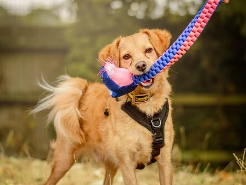 Spritz, male young Pomeranian for adoption at Dogs Trust Kenilworth, Kenilworth