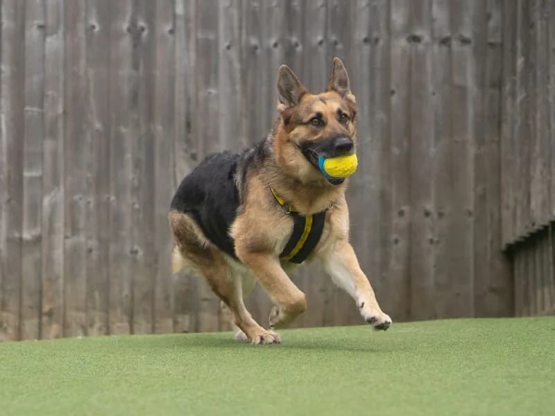 Lou Lou, female 5yo mixed breed for adoption at Dogs Trust Kenilworth, Kenilworth