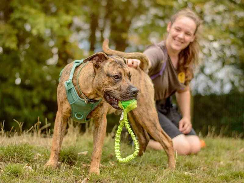 Apollo, male puppy Staffordshire Bull Terrier for adoption at Dogs Trust Kenilworth, Kenilworth