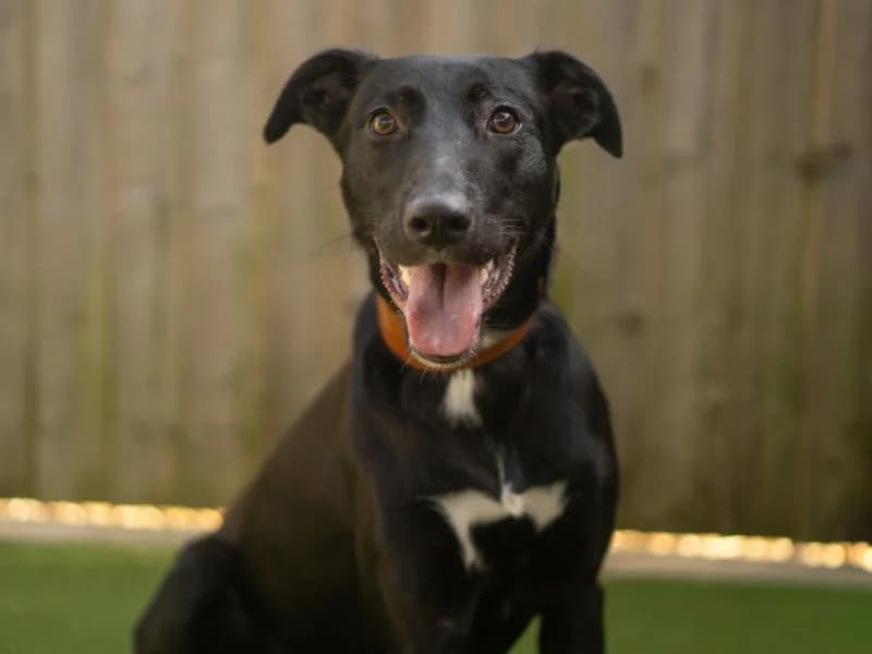 Ozzy, male puppy Lurcher for adoption at Dogs Trust Kenilworth, Kenilworth
