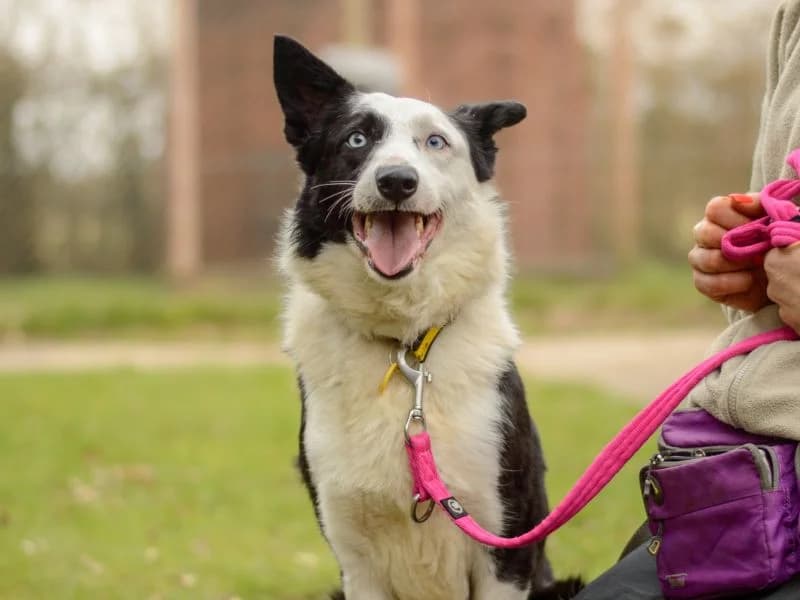 Moss, male 4yo Border Collie for adoption at Dogs Trust Kenilworth, Kenilworth
