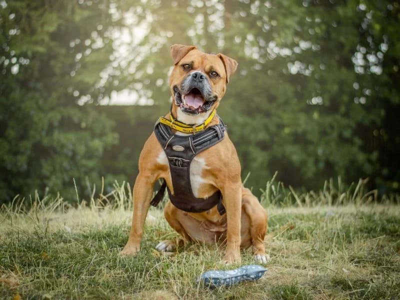Hilda, female 6yo Mastiff for adoption at Dogs Trust Kenilworth, Kenilworth