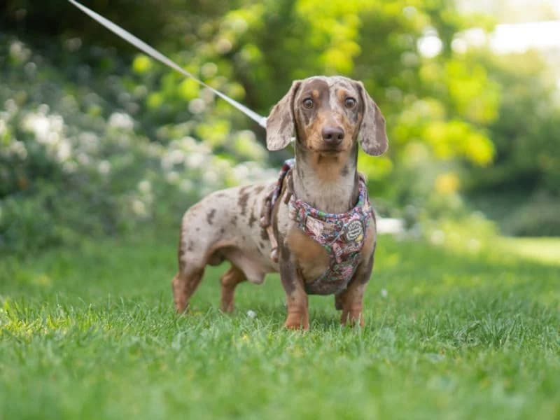 Pickle, male young mixed breed for adoption at Dogs Trust Kenilworth, Kenilworth