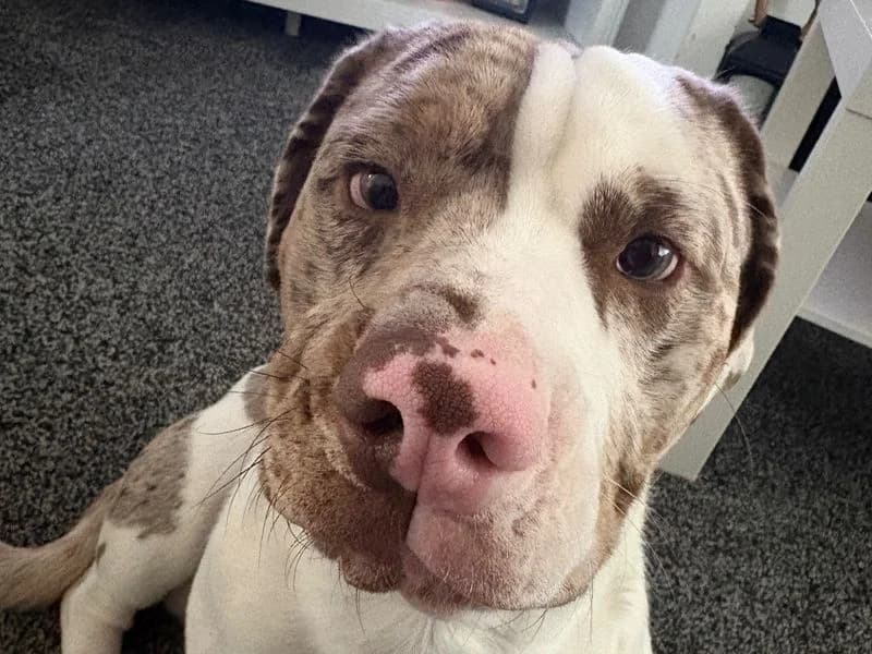 Fifty, male young mixed breed for adoption at Dogs Trust Kenilworth, Kenilworth