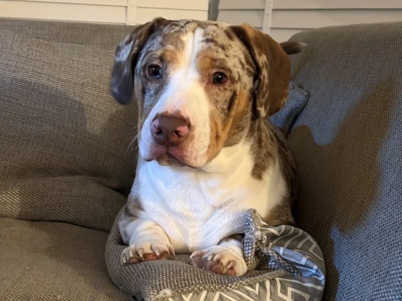 Stanley, male young mixed breed for adoption at Dogs Trust Kenilworth, Kenilworth