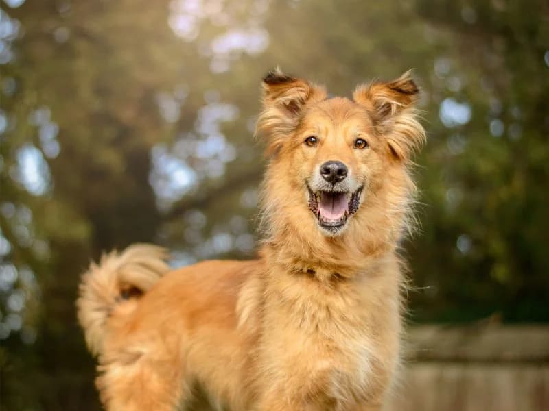 Enzo, male 5yo Mixed Breed for adoption at Dogs Trust Kenilworth, Kenilworth