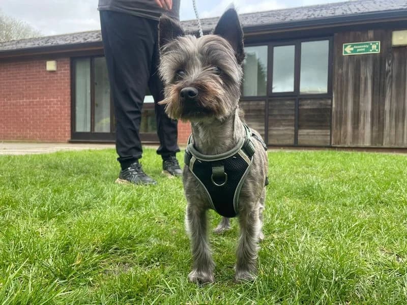 Charlie, male young Mixed Breed for adoption at Dogs Trust Kenilworth, Kenilworth