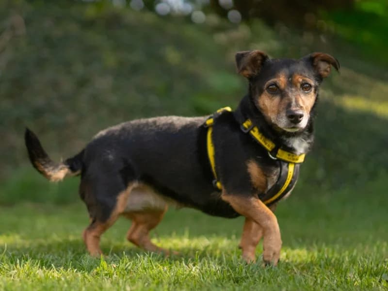 Molly, female senior Jack Russell Terrier for adoption at Dogs Trust Kenilworth, Kenilworth