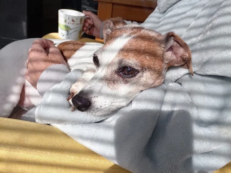 Maisie, female 7yo Jack Russell Terrier for adoption at Dogs Trust Kenilworth, Kenilworth