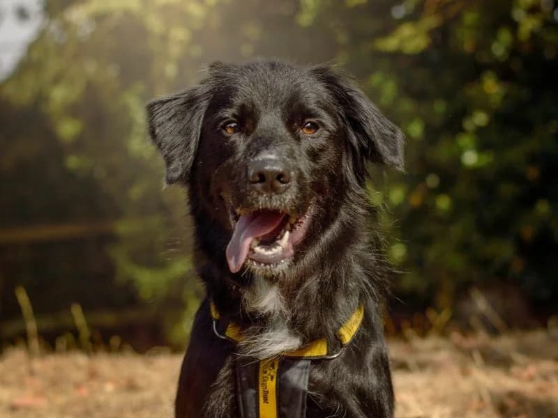 Blue, male young Border Collie for adoption at Dogs Trust Kenilworth, Kenilworth