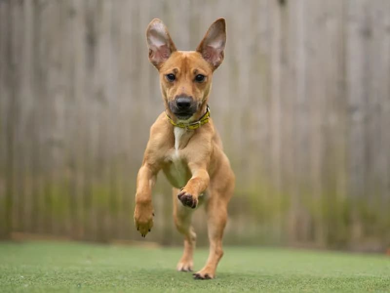 Pippin, female young Jack Russell Terrier for adoption at Dogs Trust Kenilworth, Kenilworth