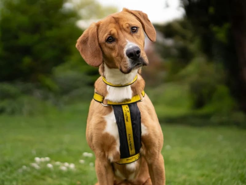 Max, male young Beagle for adoption at Dogs Trust Kenilworth, Kenilworth