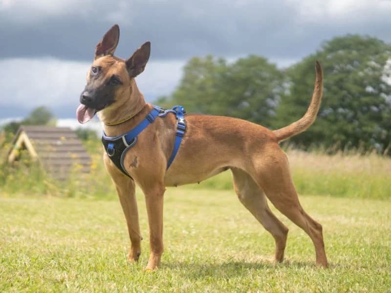 Matilda, female young Belgian Malinois for adoption at Dogs Trust Kenilworth, Kenilworth