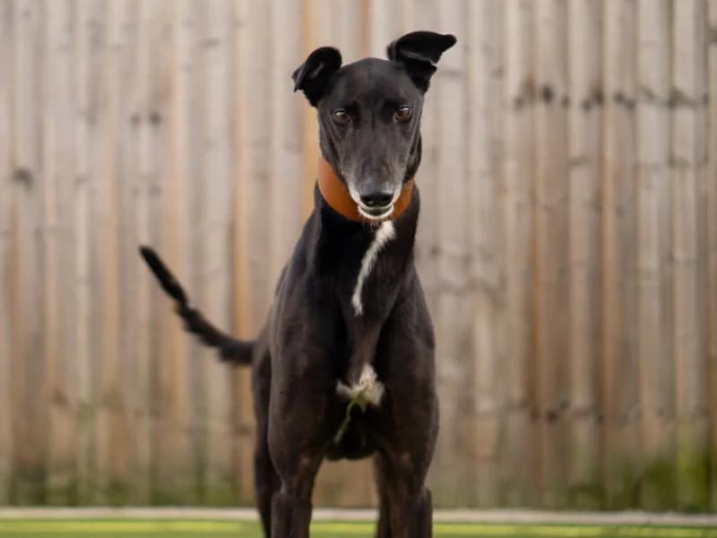 Quentin, male 4yo Greyhound for adoption at Dogs Trust Kenilworth, Kenilworth