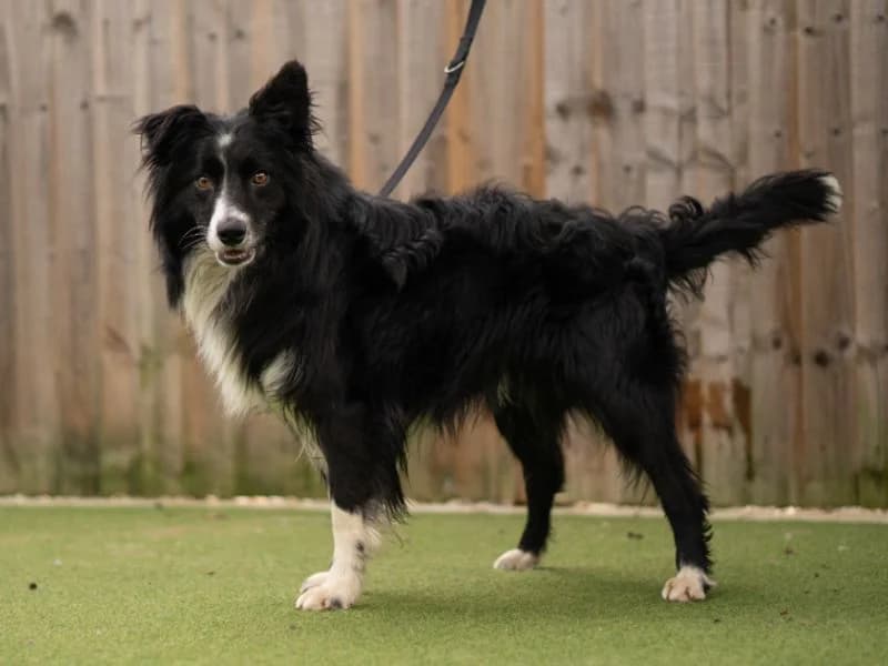 Umbro, male 4yo Border Collie for adoption at Dogs Trust Kenilworth, Kenilworth