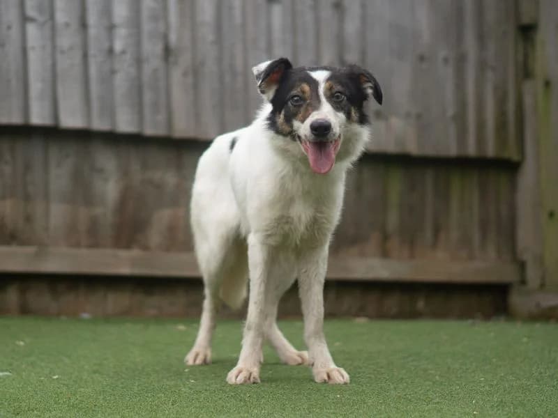 Ringo, male 4yo Border Collie for adoption at Dogs Trust Kenilworth, Kenilworth