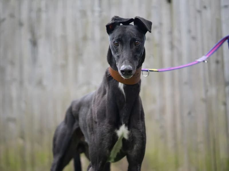 Grogu, male 6yo Greyhound for adoption at Dogs Trust Kenilworth, Kenilworth