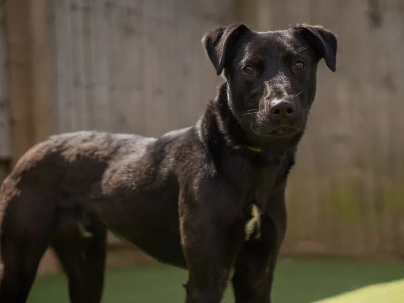 Raspberry, male puppy mixed breed for adoption at Dogs Trust Kenilworth, Kenilworth